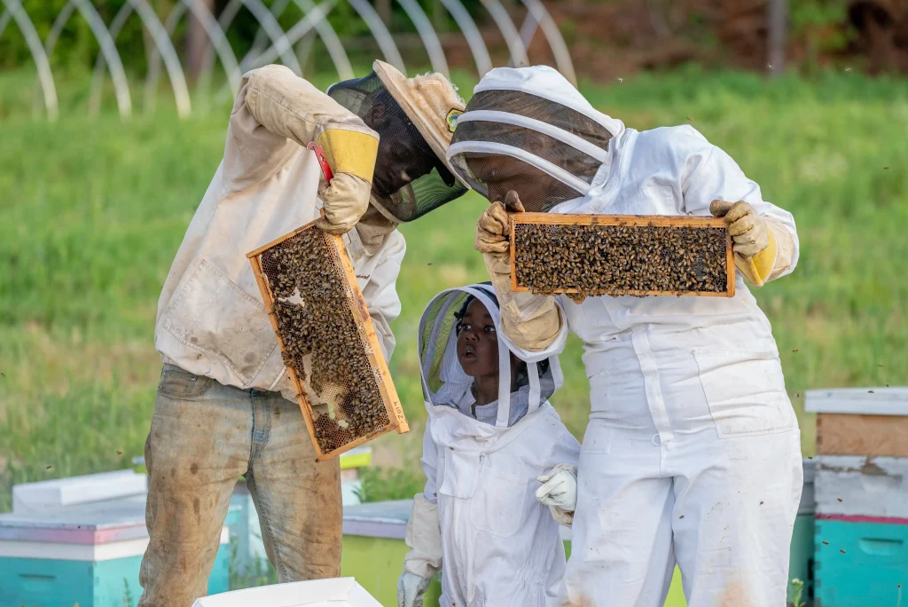 Brood inspection