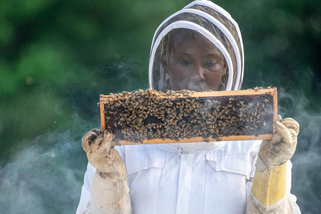 Brood inspection