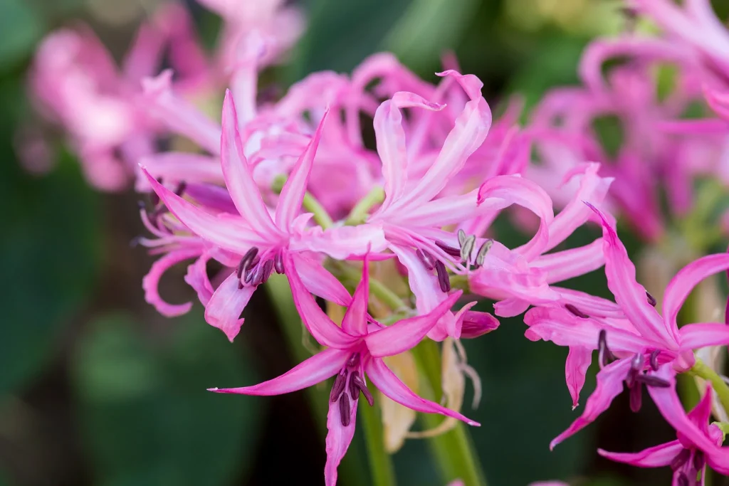 Pink Nerines