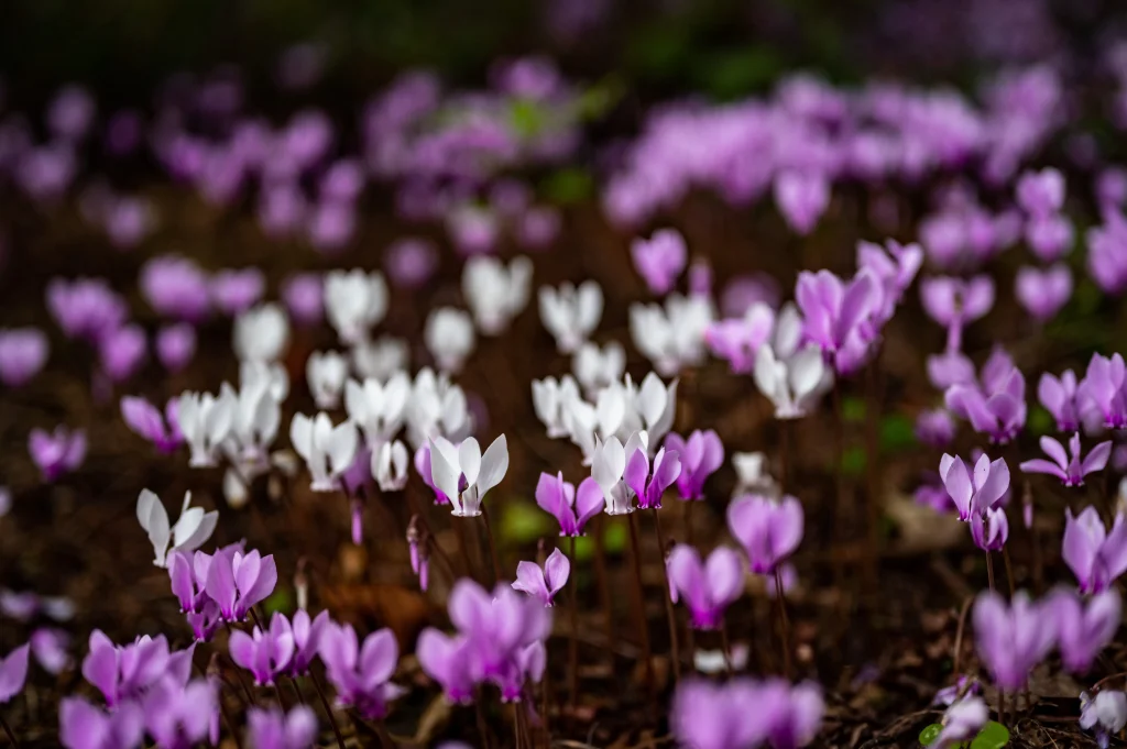 Autumn crocus