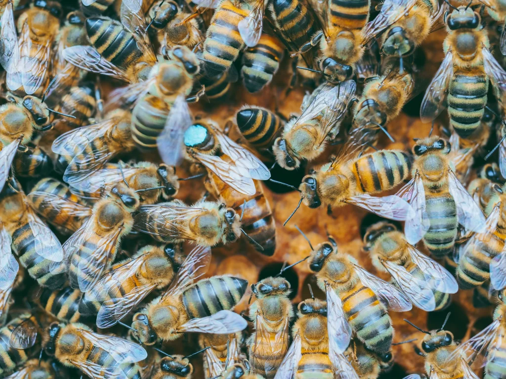 Queen bee amongst worker bees