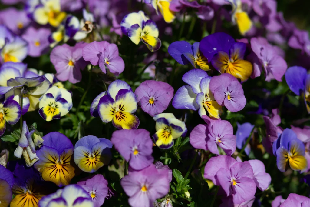 Purple Pansies