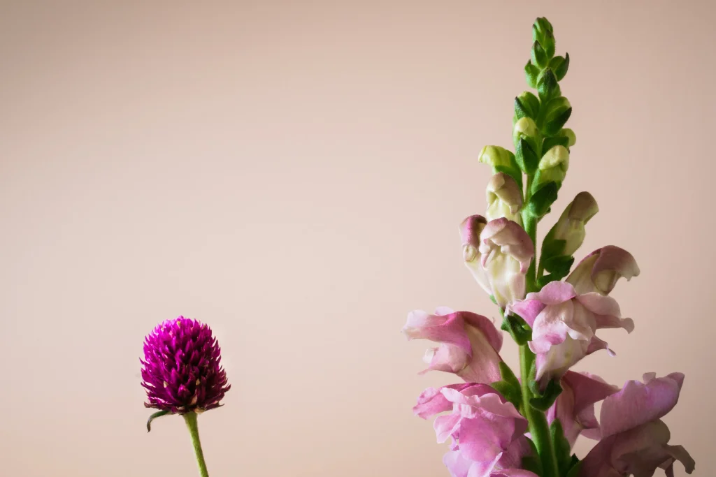Snapdragons