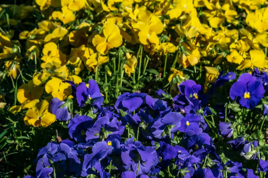 Yellow and purple Violas