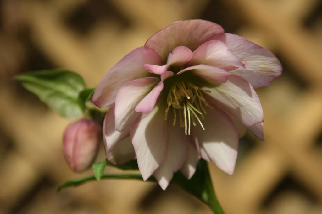 Hellebores