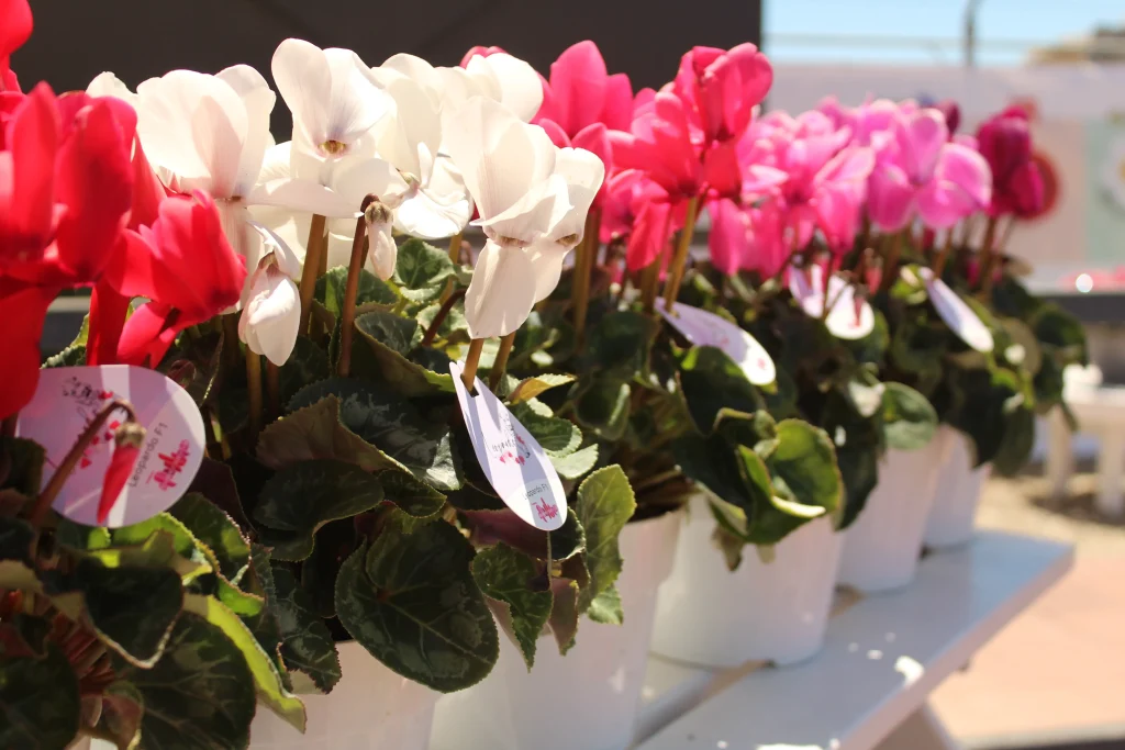 Cyclamen