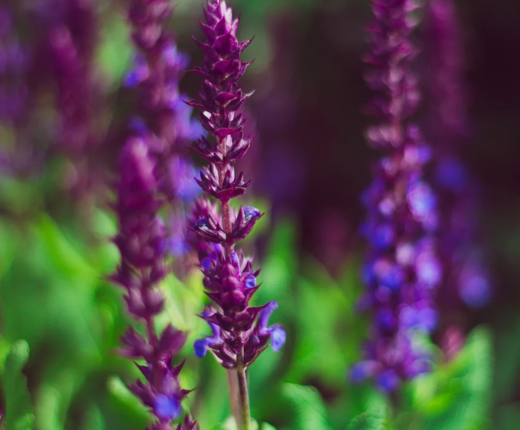 Salvias