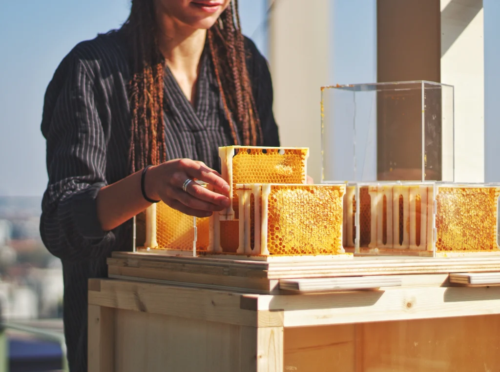 Establishing new bee colony