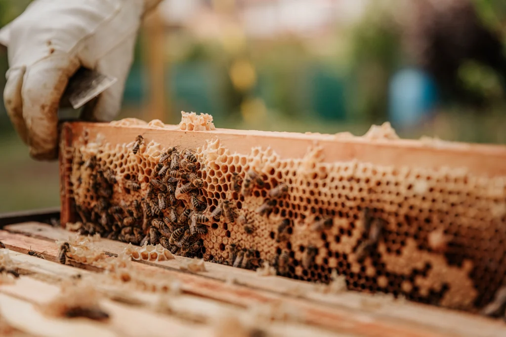 Brood inspection