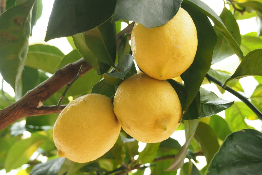 Lemons