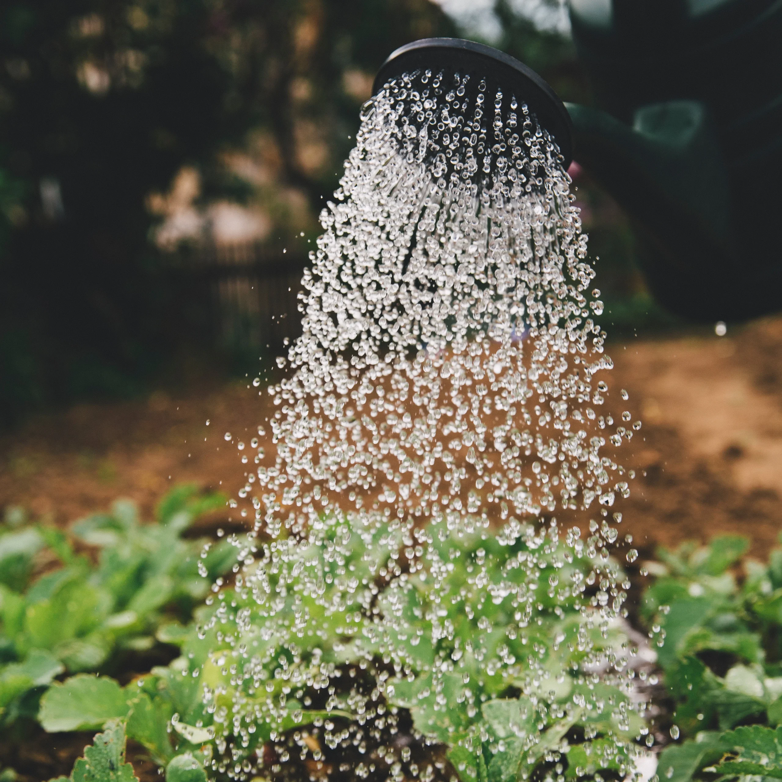 Watering an edible garden