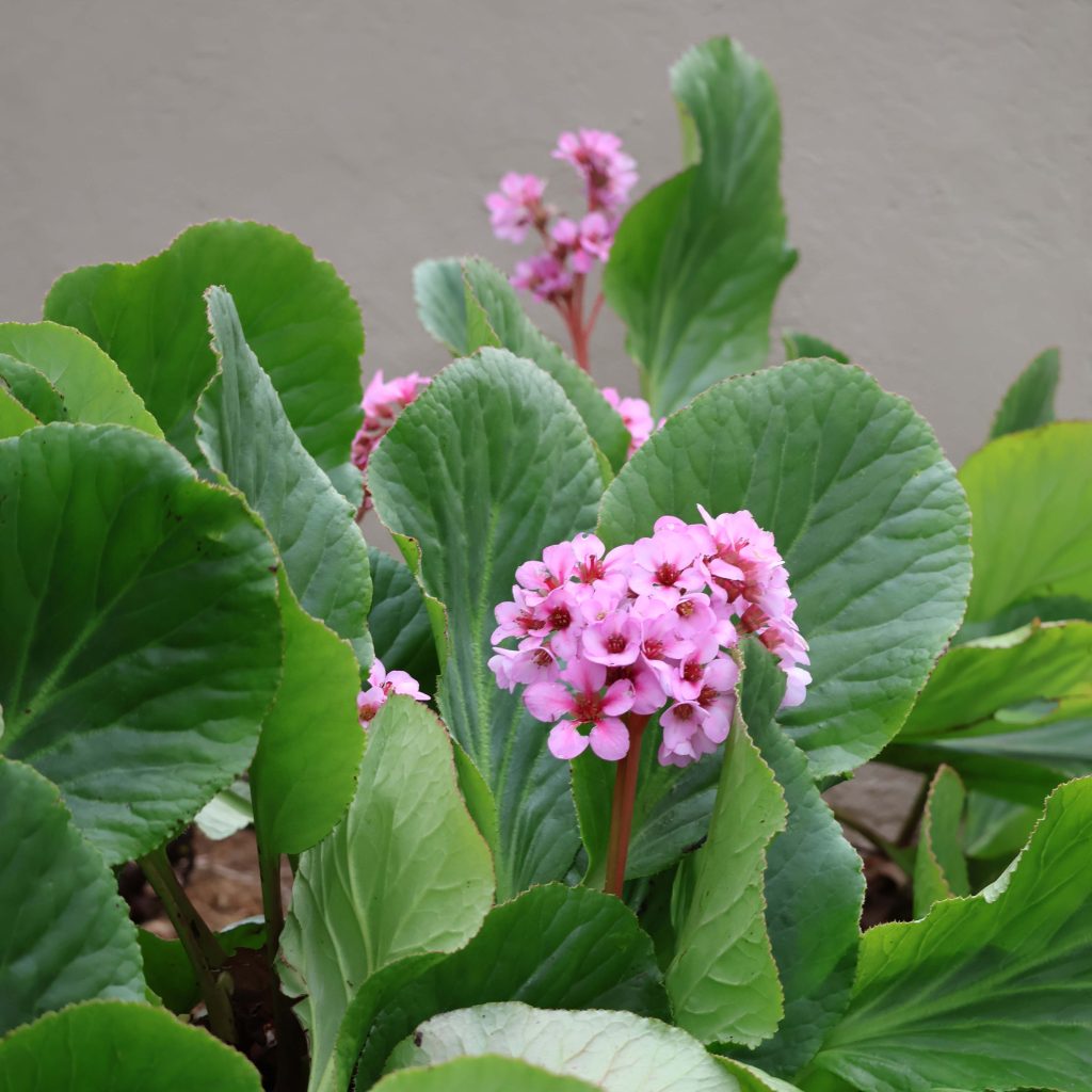 Bergenia cordifolia