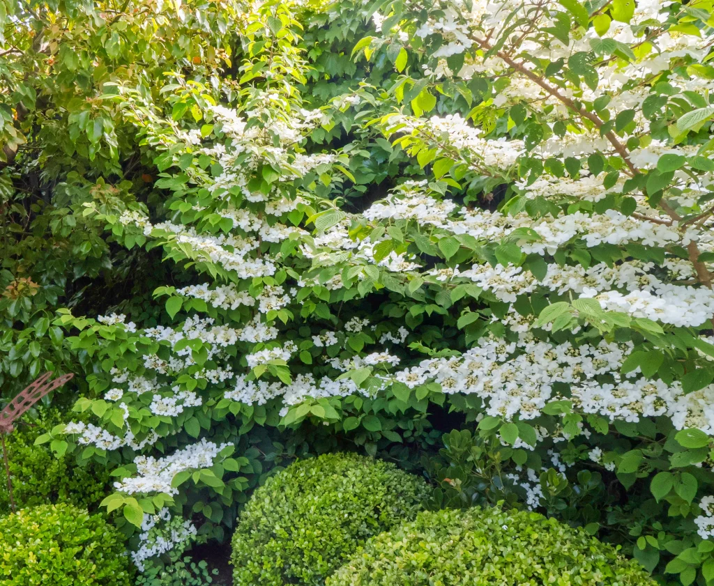 Viburnum plicatum in a Camberwell garden