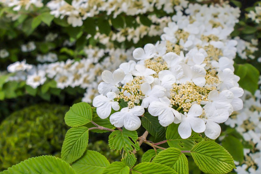 Viburnum plicatum flowers