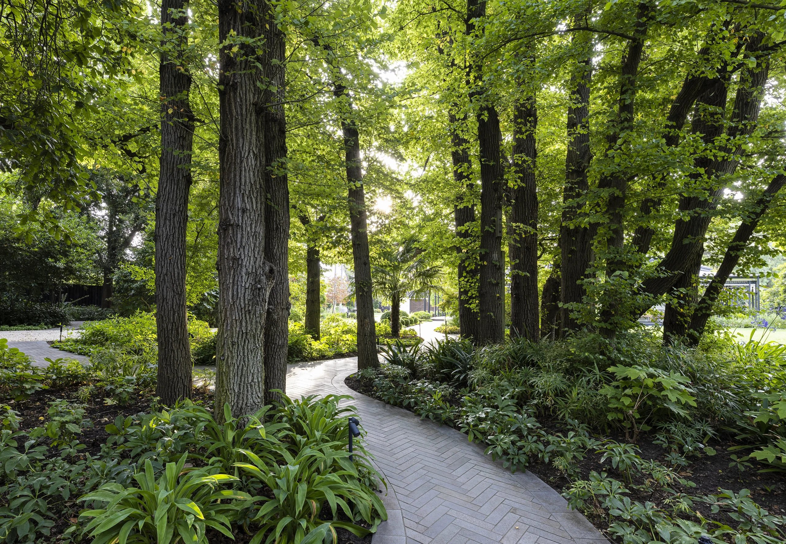 Deepdene Forest by Ian Barker Gardens