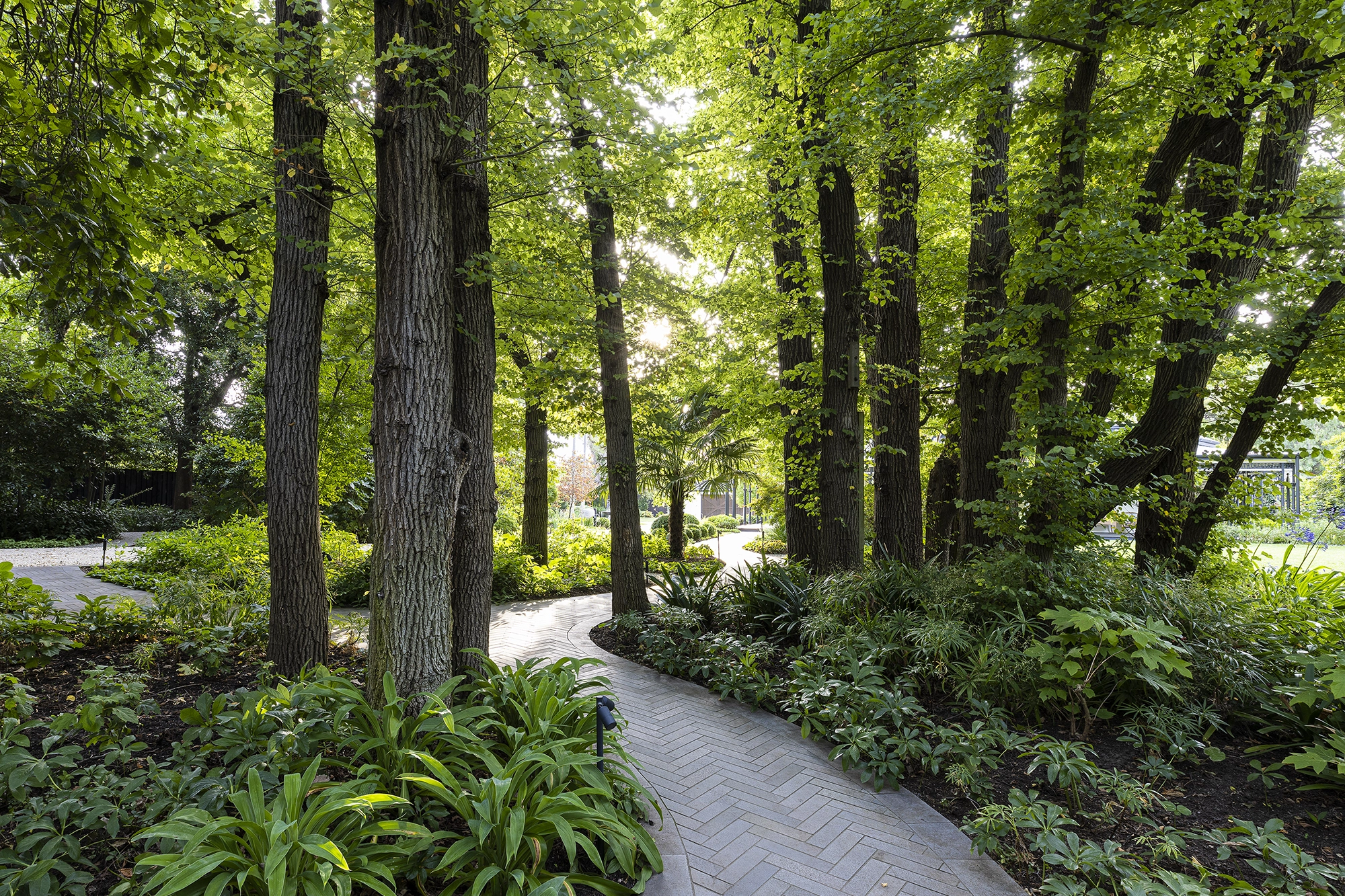 Deepdene Forest by Ian Barker Gardens