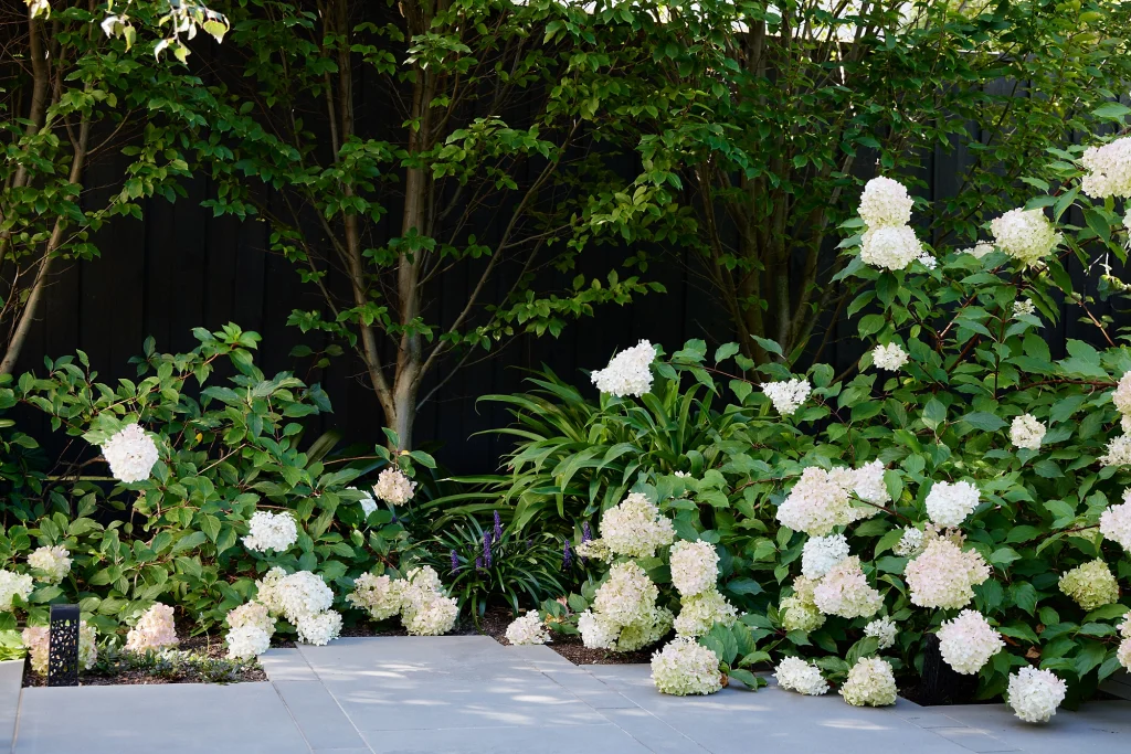 Hydrangea paniculata 'Sundae Fraise' in a garden bed