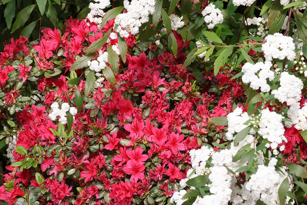 Azaleas: Deep pink Rhododendron hybrida ‘Hinode Giri” otherwise known as Azalea ‘Hinode Giri’