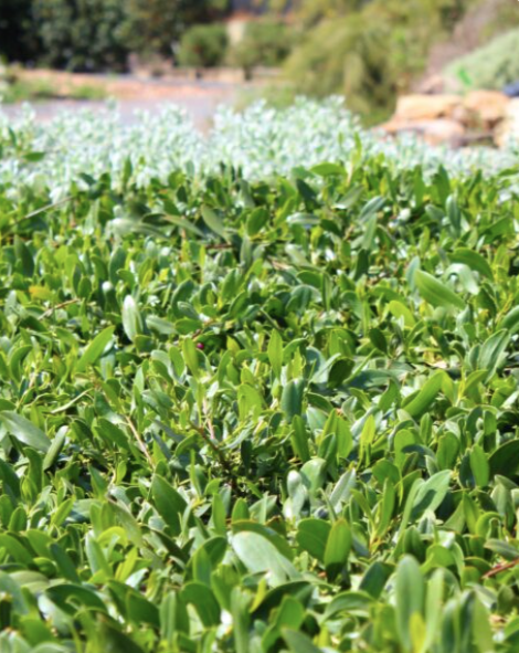 Specialist Plant of the Year: Ground Hug Myoporum insulare.