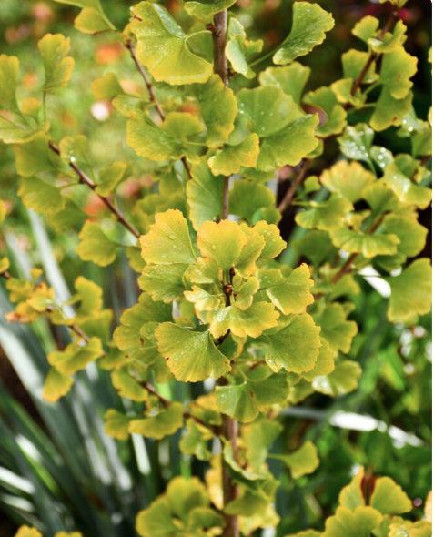 Tree of the Year: Gingko Biloba 'Lemonlime Spire'.