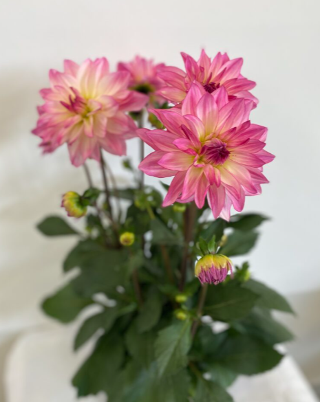 Herbaceous Plant of the Year: Dahlia x hybrida 'Sincerity Rose Bicolour'.
