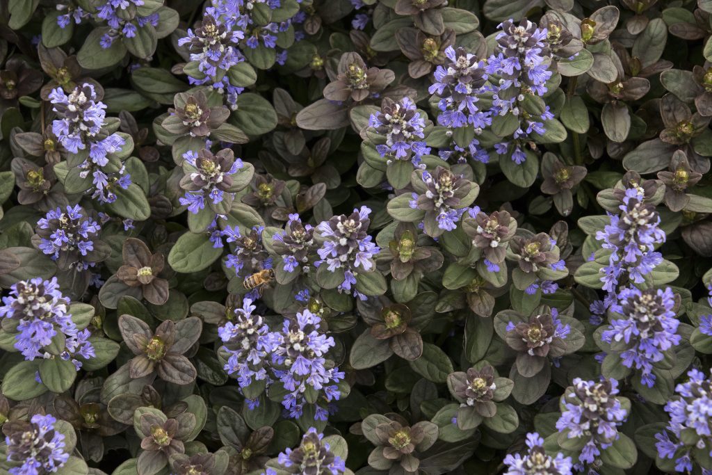 Ajuga