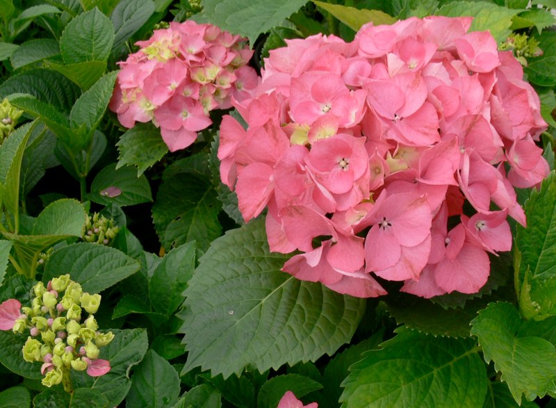 Hyrdrangea