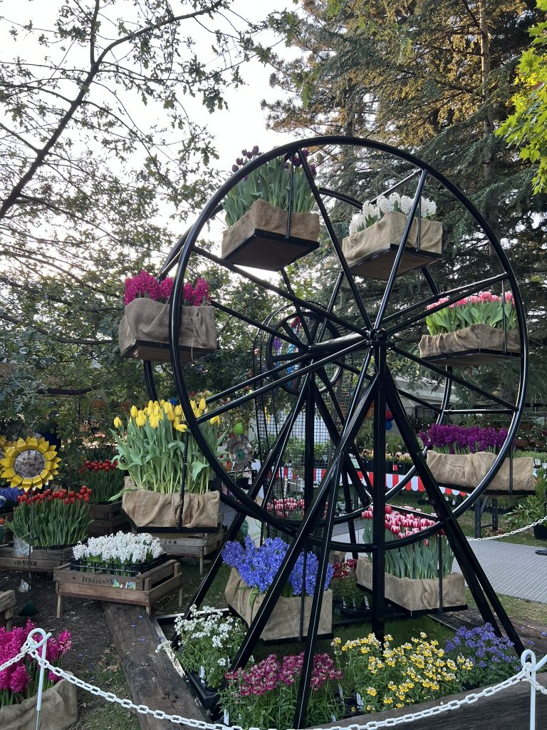 Melbourne International Flower Garden Show - Tulips