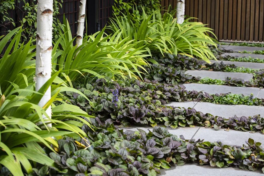 Ajuga reptans