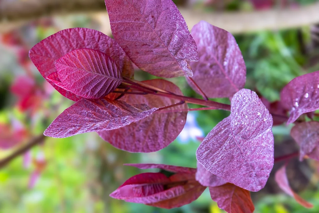 Plant Frost