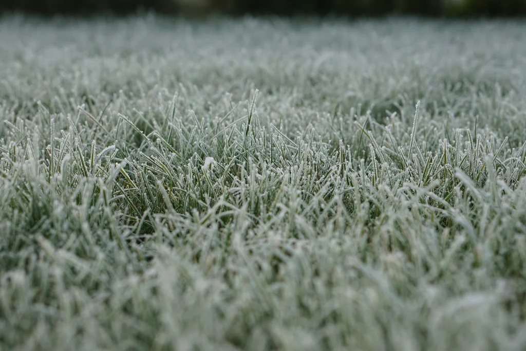 Lawn Frost