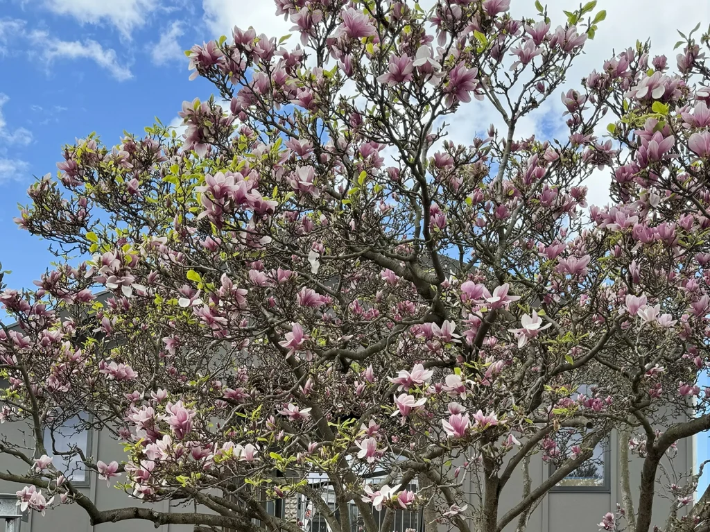 Magnolia