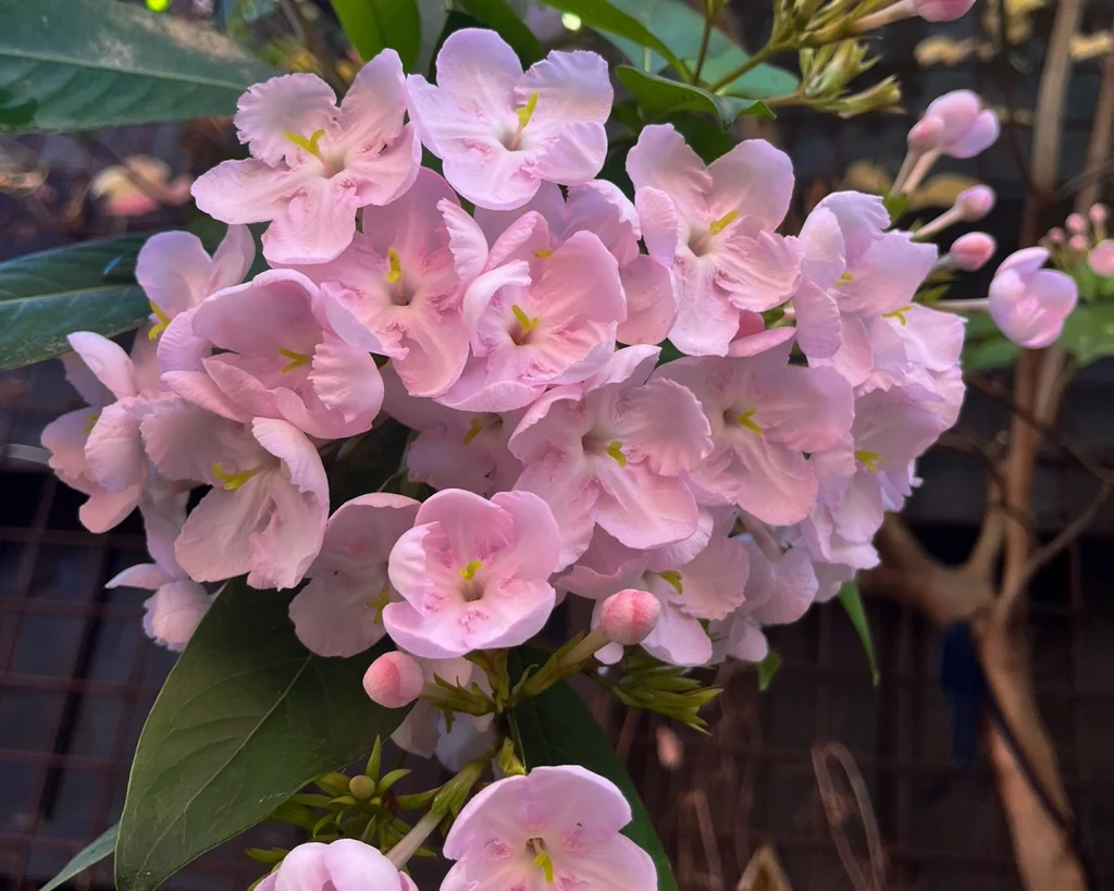 Luculia gratissima