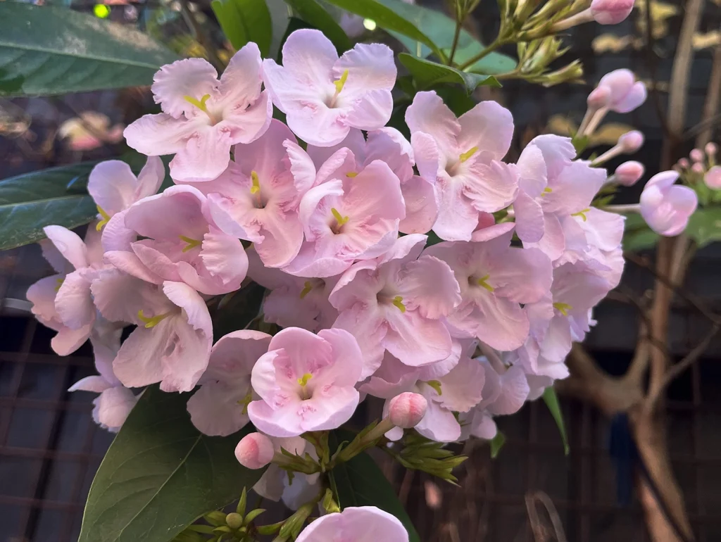 Luculia