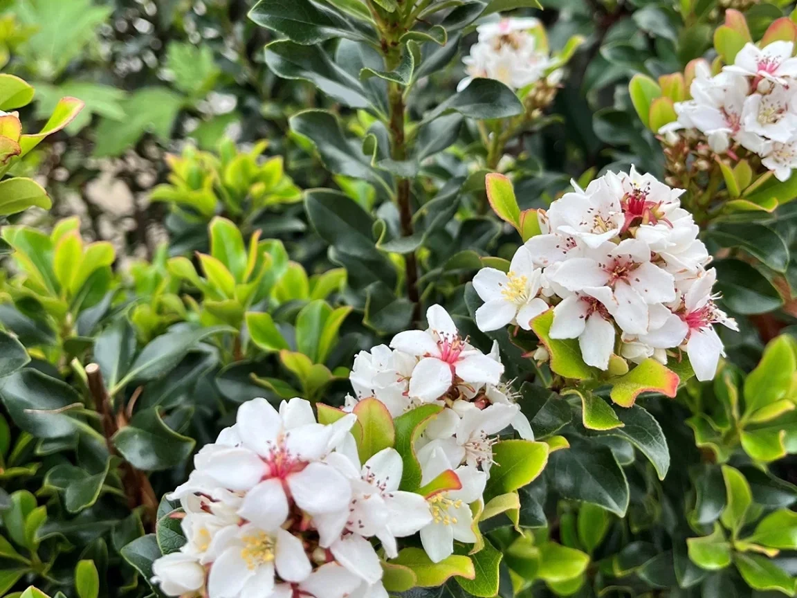 Rhaphiolepsis indica ‘Oriental Pearl’