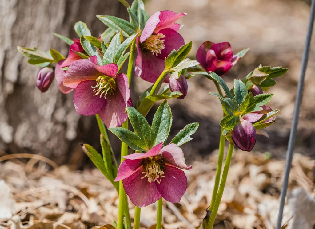 Helleborus orientalis