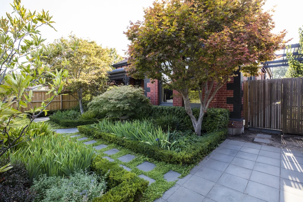 Acer palmatum (Japanese Maple) planted in the front garden at our Malvern Entertainer garden.