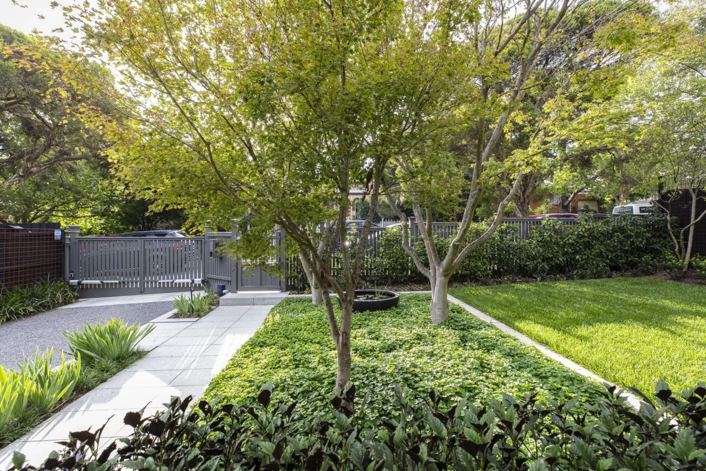Acer palmatum (Japanese Maple) planted in the front garden at our Canterbury Violet garden.