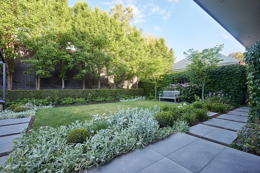 A garden in Canterbury, Victoria, designed by the landscape designers Ian Barker Gardens. This garden has bluestone paving, bluestone steppers, rectangular lawn, timber bench seat, garden mirror, Boston Ivy climber, Buxus, Stachys byzantina (Lambs Ear). The lawn is lush and vibrant, being the perfect result of a summer lawn, by preparing your lawn in winter.