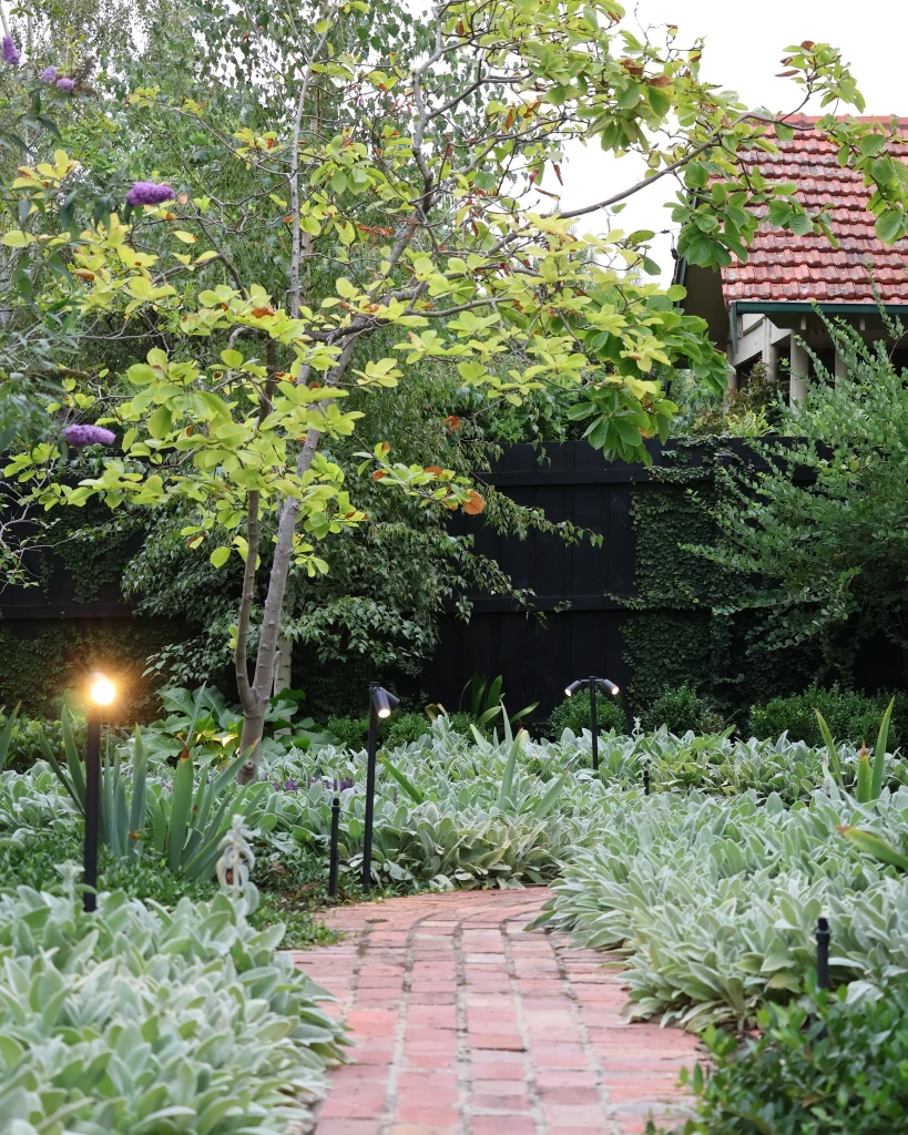 A garden in Hawthorn, Victoria, designed by Ian Barker Gardens with a red brick path, and garden lighting guiding you to each garden bed with Stachys byzantina (Lamb's Ears), Liriope 'Royal Purple' and Magnolia Denudata.