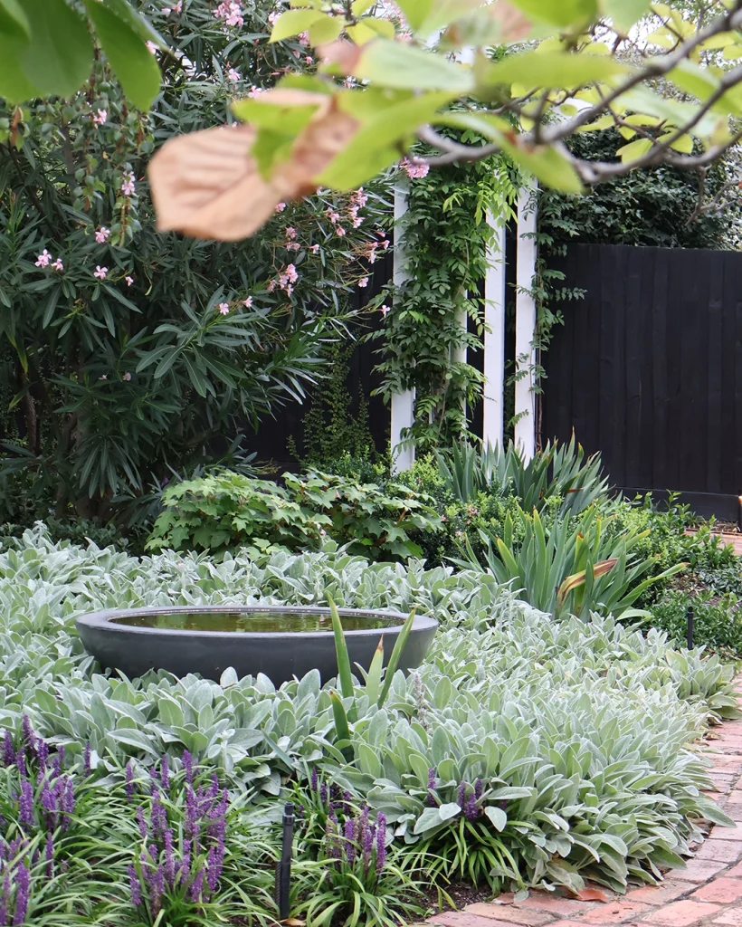A garden in Hawthorn, Victoria designed by Ian Barker Gardens, showcases a waterbowl surrounded by Stachys byzantina (Lamb's Ears), Liriope 'Royal Purple' and Nerium Oleander 'Hardy Pink' in the background of the landscape.