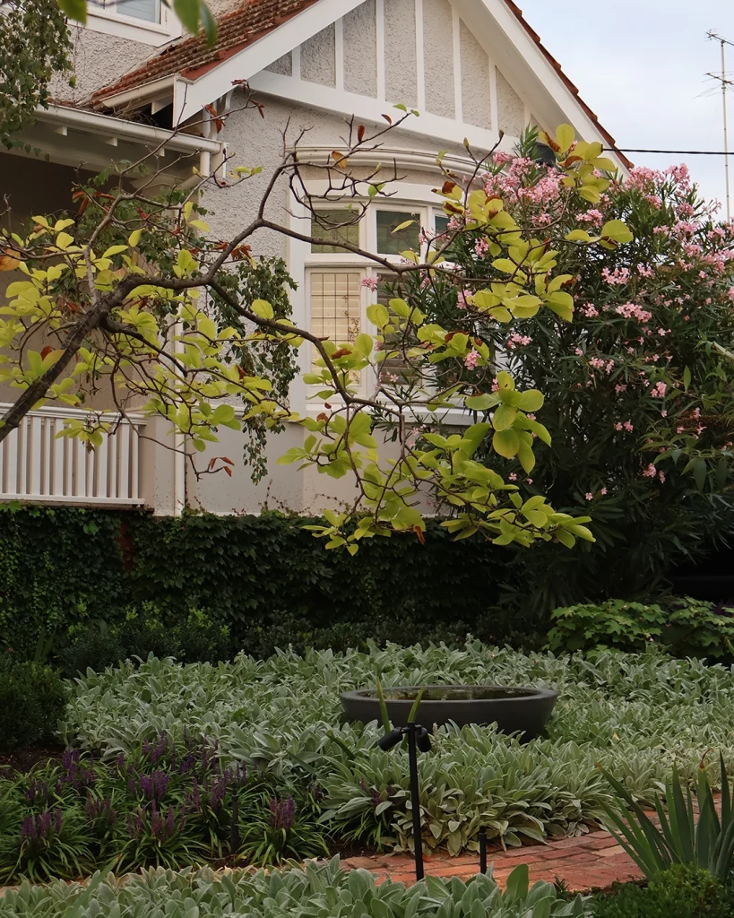 A garden in Hawthorn, Victoria designed by Ian Barker Gardens, showcases a waterbowl surrounded by Stachys byzantina (Lamb's Ears), Liriope 'Royal Purple' with a red brick path guiding you. While a Magnolia Denudata tree adding height to the landscape design.
