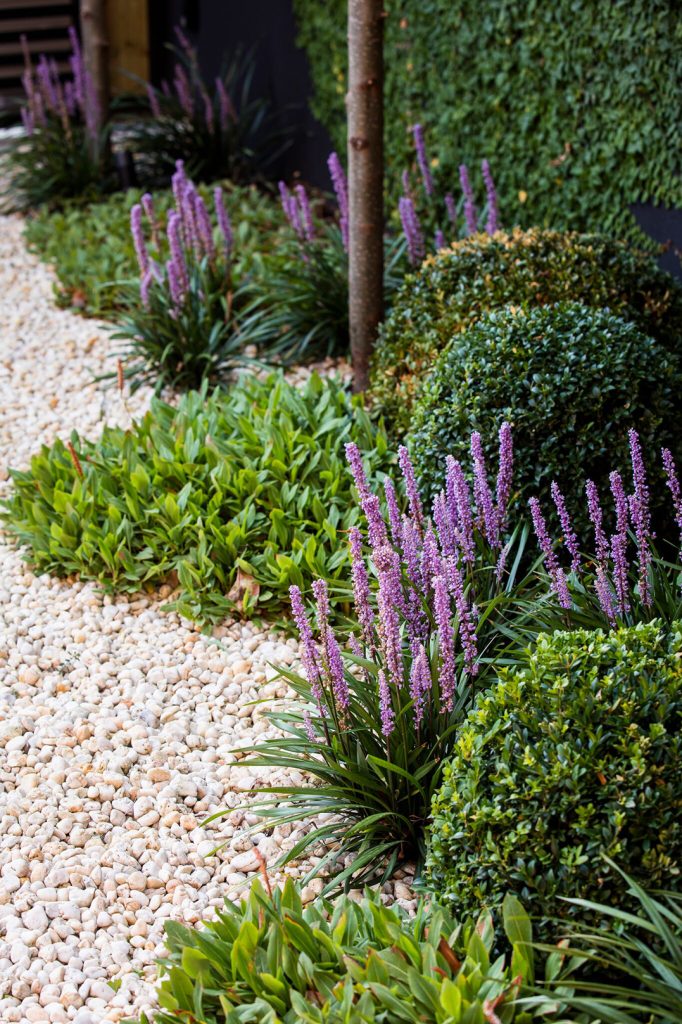 Liriope ‘Royal Purple’, commonly known as Lilyturf, is a resilient evergreen plant suitable for borders or mass planting. Its purple flower-like spikes serve as a striking ground focal point. Liriope, once established, is tolerant of drought, frost, and hot weather, making it an excellent choice for many gardens. Although it requires low maintenance, regular watering is essential to maintain soil moisture, particularly during the summer months. Commonly used in Ian Barker Gardens landscape designs.
