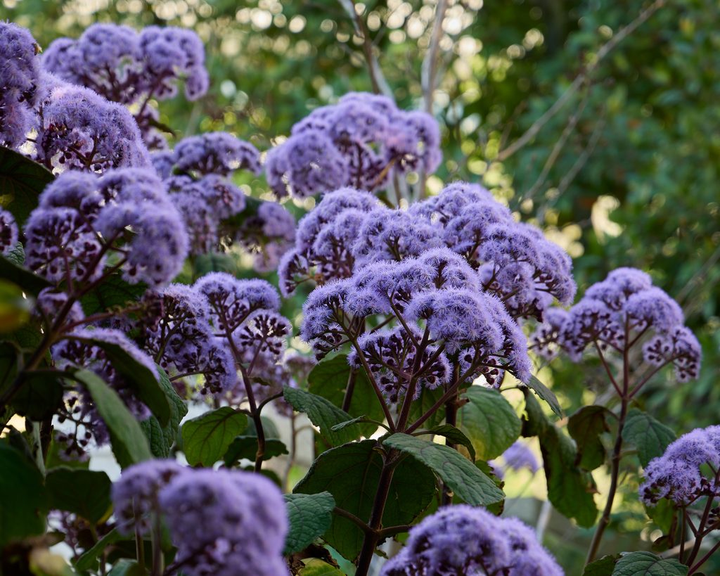 For an evergreen shrub with bold architectural foliage and striking colour, Bartlettina sordida, or Purple Torch, brings a burst of colour to shaded garden beds. Large, dark green leaves with prominent veining sit against reddish-purple stems, setting the stage for its signature display: dense, fragrant clusters of mauve to lilac flowers with a distinctive fireworks-burst appearance, appearing mainly in spring.
