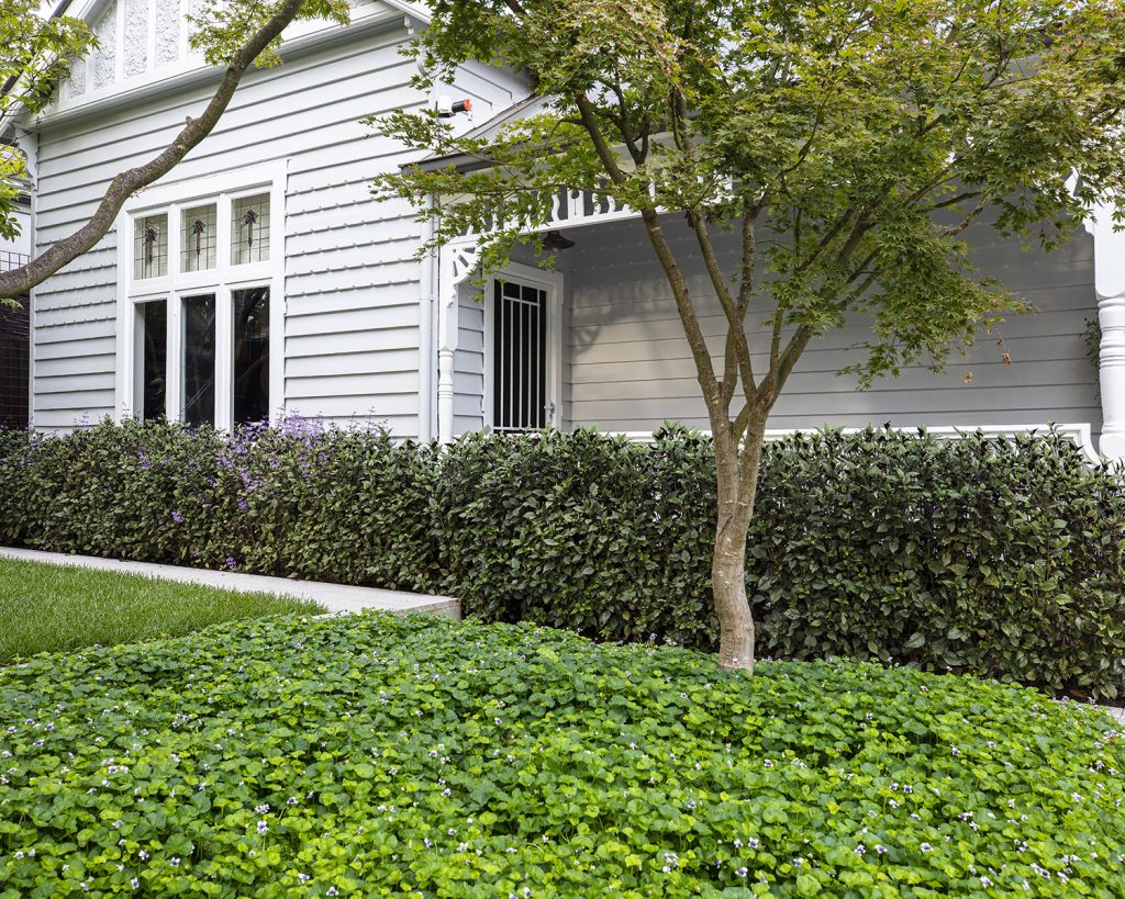 Look no further than Native Violet, botanically known as Viola hederacea - a beautiful Australian native that's fast becoming a favourite in Melbourne gardens.
The real secret to success with Native Violet comes down to positioning. Plant it in a full to part shade spot and watch it reward you with a dense, soft carpet that spreads beautifully between stepping stones, pavers, and along that well-worn path to the clothesline - all with little to no pruning required.