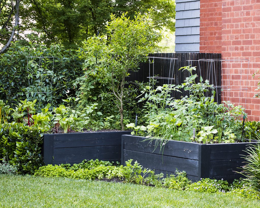 In an Ian Barker Garden landscape design. Spring is where the edible garden earns its place. The soil warms, the frost risk passes, and the growing season opens. The question is not whether to plant, but what to plant, and when. Here is what belongs in the dream spring edible garden and why.