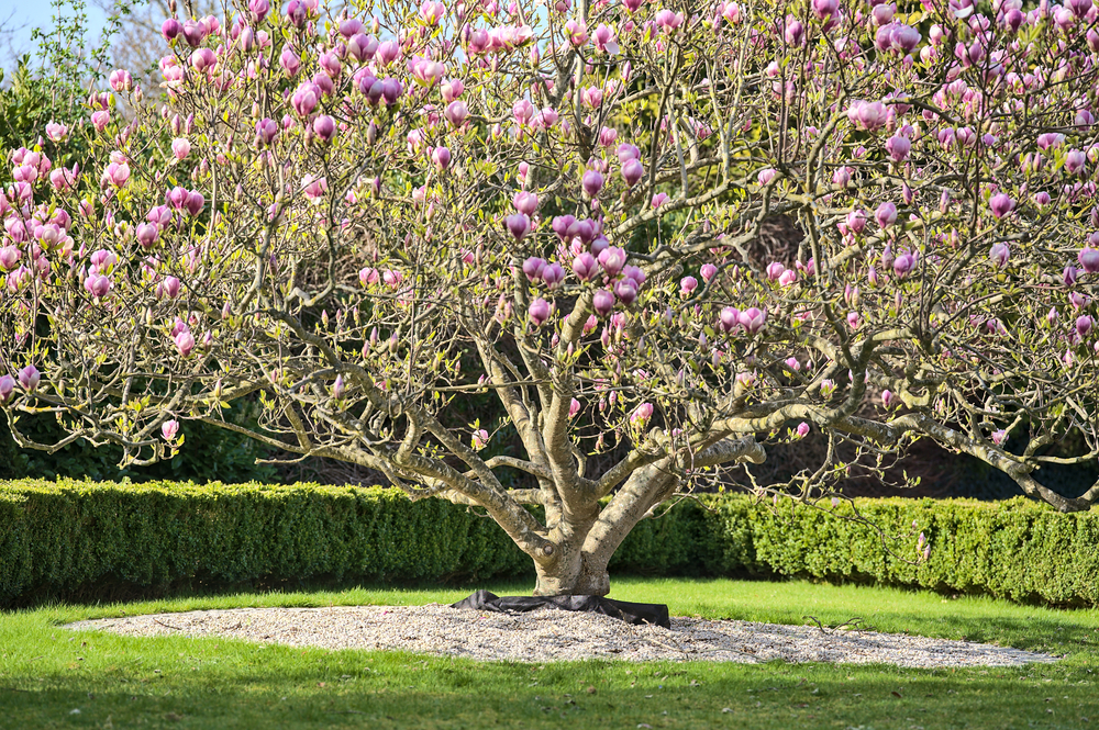 Magnolia x soulangeana is prized for its large, goblet-shaped, tulip-like flowers, which open in shades of pink, purple and white. The Saucer magnolia grows to between 4 and 8 metres in height, with a spread of 3 to 5 metres.