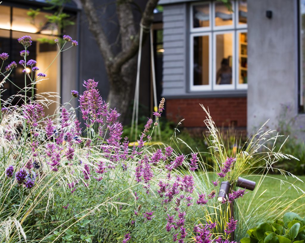 For a herbaceous perennial with height, movement, and season-long colour, Agastache 'Sweet Lili' brings tall, self-supporting flower spikes to the sunny border. Aromatic, lemon-and-aniseed-scented foliage supports slender stems topped with amethyst flowers tinted apricot, produced in profusion from early summer through to autumn.