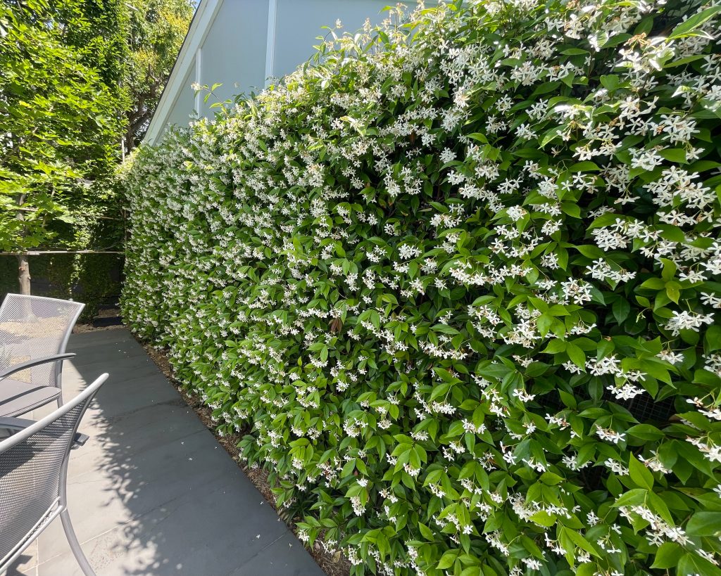For an evergreen shrub or climber with glossy, dark green foliage and clusters of star-shaped white flowers in late spring, Trachelospermum jasminoides, or Star Jasmine, becomes a flowering spring favourite.
Star jasmine thrives in full sun to partial shade in well-drained soil. As a climber, it requires a mesh screen or similar support structure. Mature height ranges from 60cm as a groundcover to 6m when trained vertically.