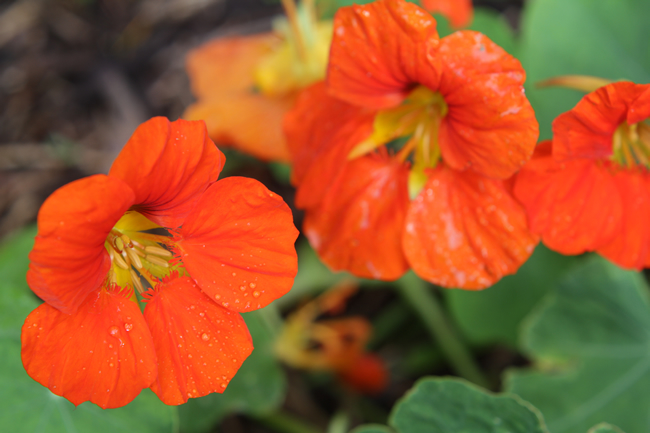 No edible garden is complete without a border of flowers that do double duty - feeding pollinators and the kitchen in equal measure. Nasturtium (Tropaeolum majus), calendula (Calendula officinalis) and viola bring colour to the garden and texture to the plate, their petals as suited to a spring salad as they are to a garden bed. They are the finishing touch that separates a productive garden from a beautiful one - proof that food and design were never mutually exclusive.